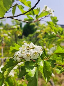 山楂花