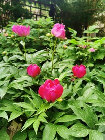 芍药