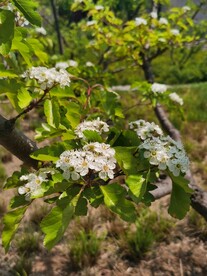 山楂花 