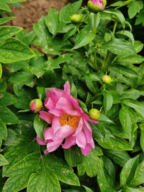 芍药