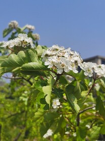 山楂花