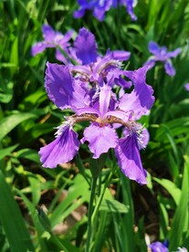 鸢尾花