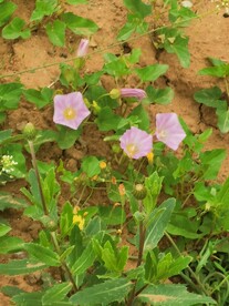 牵牛花