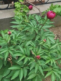 芍药