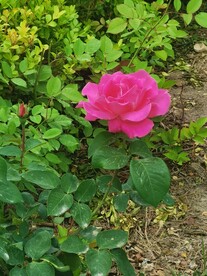 芍药
