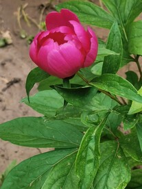 芍药