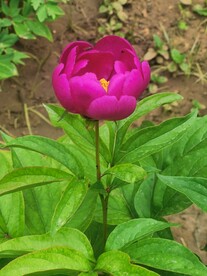 芍药