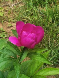 芍药