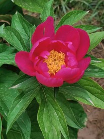 芍药