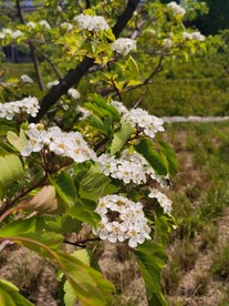 山楂花