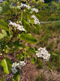 山楂花