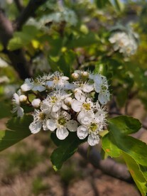 山楂花