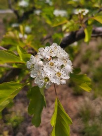 山楂花
