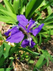 鸢尾花