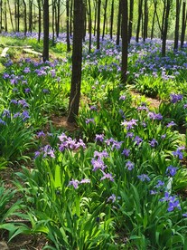 鸢尾花