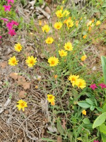 苦菜花
