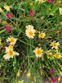 苦荬花