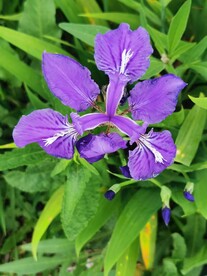 鸢尾花