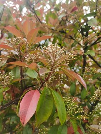 石楠 