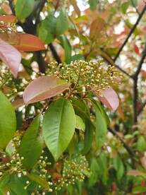 石楠