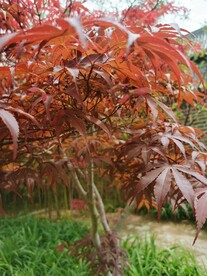 红枫