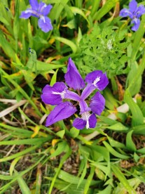 鸢尾花