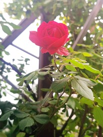 玫瑰