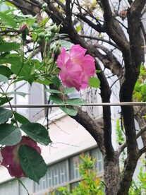 玫瑰