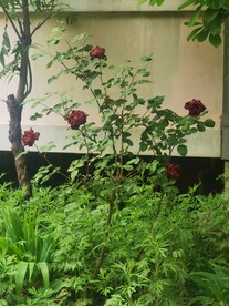 玫瑰花