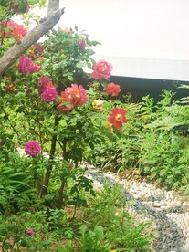 玫瑰