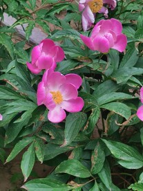 芍药