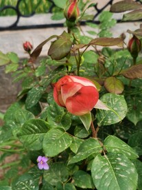 玫瑰花