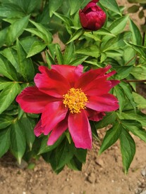 芍药 