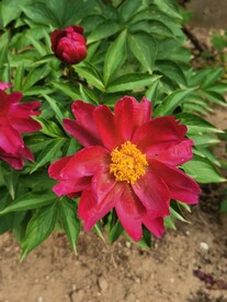 芍药