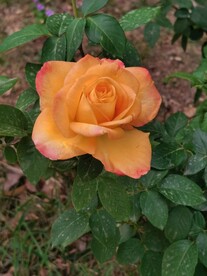 玫瑰花