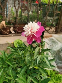 芍药
