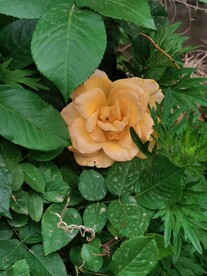 玫瑰花