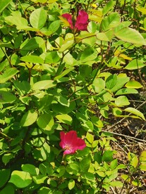 玫瑰花
