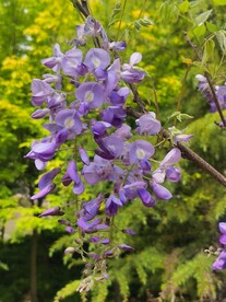 紫藤花