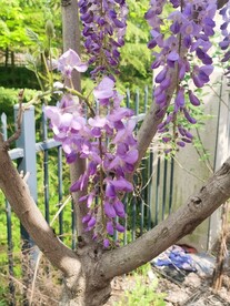 紫藤花