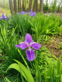 鸢尾花