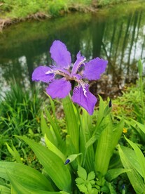 鸢尾花
