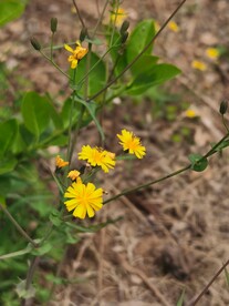 苦菜花