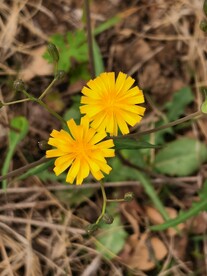 苦菜花