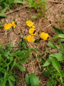 苦菜花