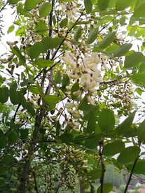 槐花 