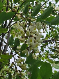 槐花