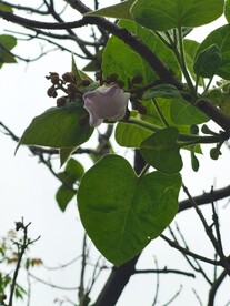 梧桐花