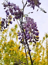 紫藤