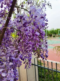 紫藤